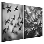 Lámina modular sobre lienzo Collage de pájaros volando